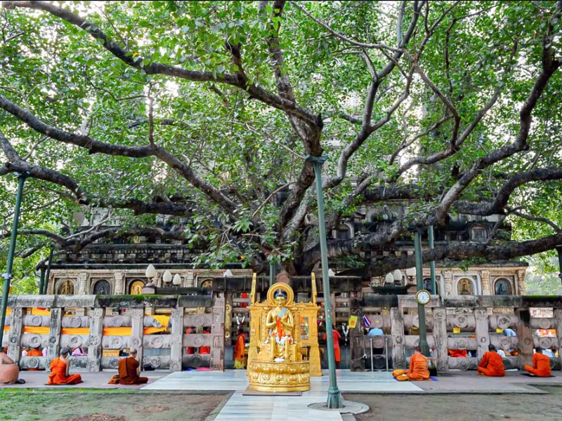 Sacred Bodhi tree from India